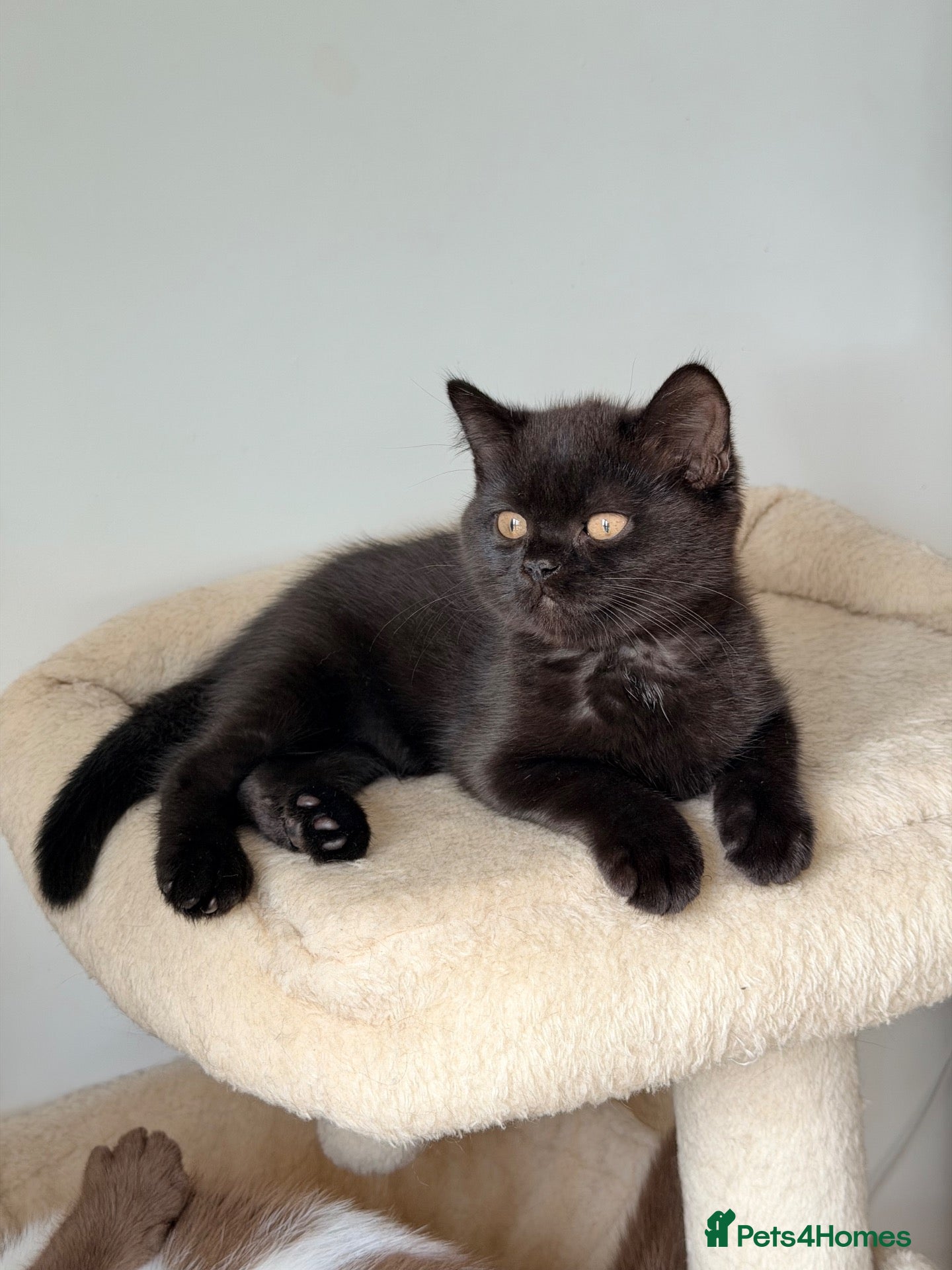 British Shorthair cats 🖤✨READY FOR HER NEW HOME NOW.  - Advert 2