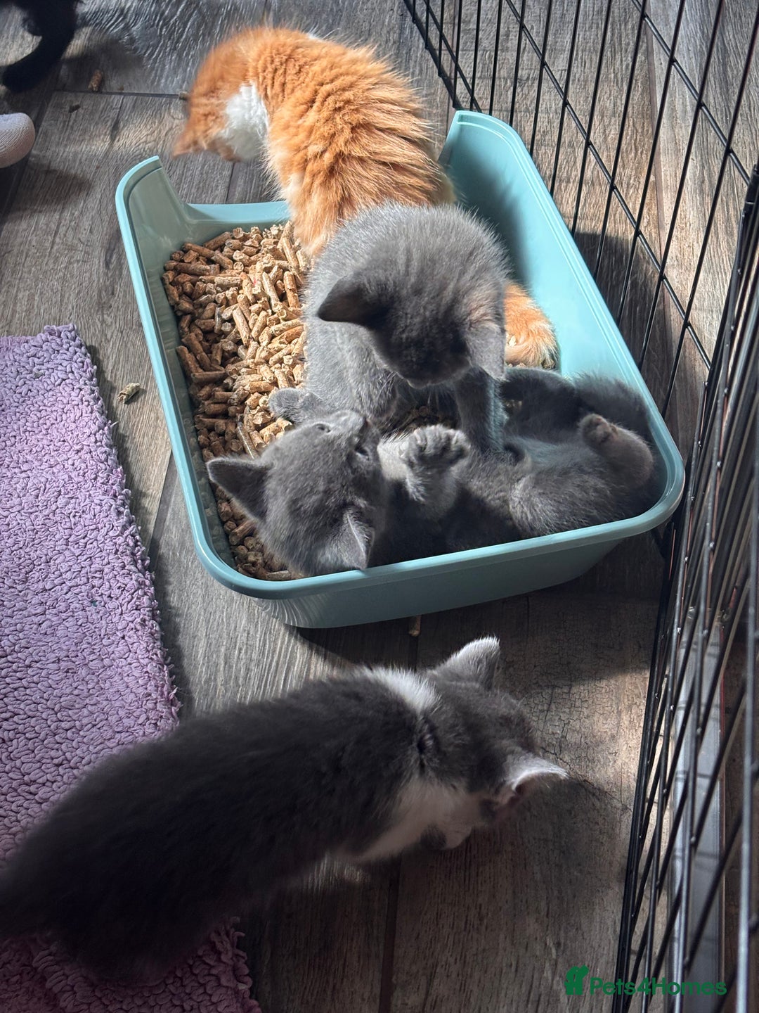 Mixed Breed cats for sale: 5 gorgeous kittens  - Image 3