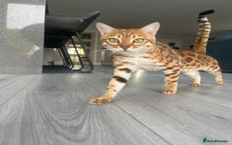 Bengal cats for sale: Beautiful Bengal Female  - Image 3