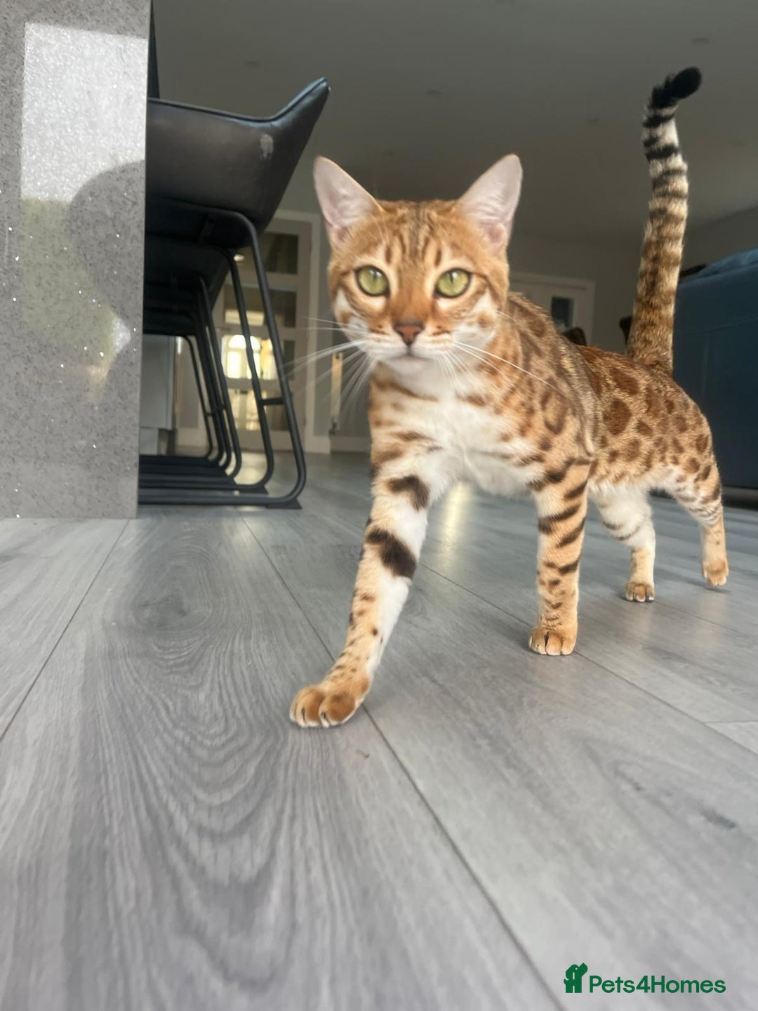 Bengal cats for sale: Beautiful Bengal Female  - Image 3