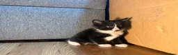Korat cats for sale: Kittens Looking for Their Forever Homes - Advert 16