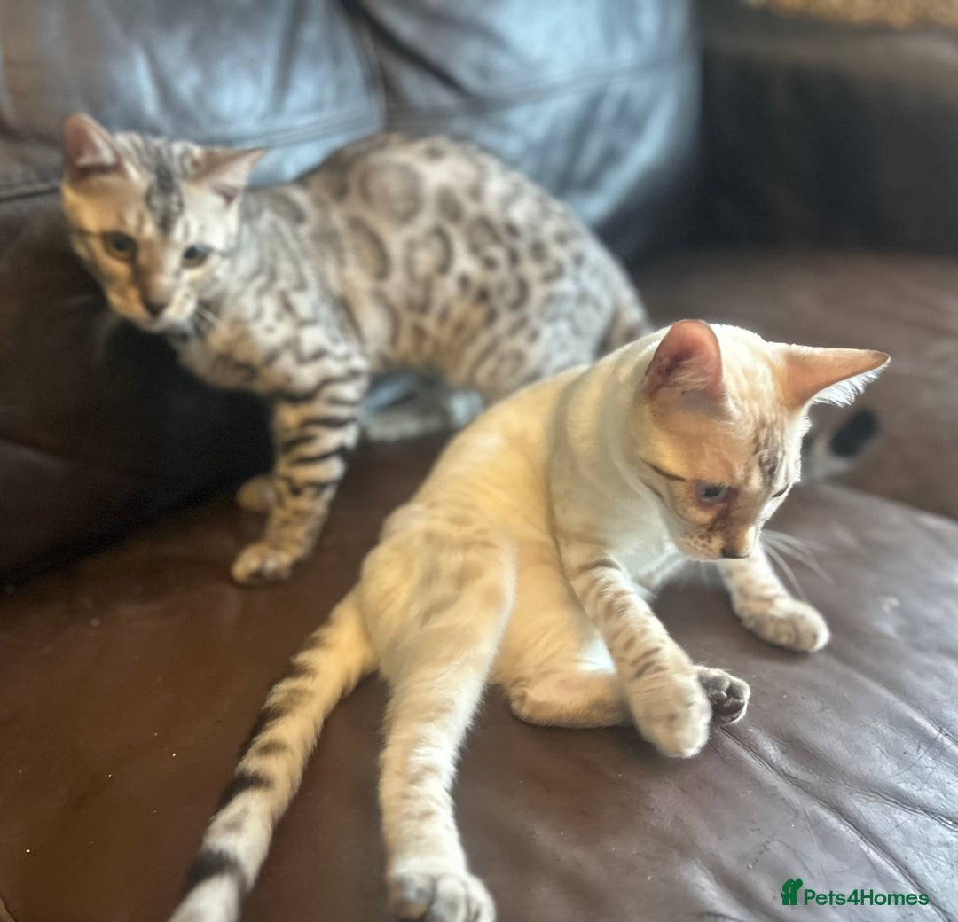 Bengal cats for sale: Unbelievably friendly TICA reg kittens  - Image 38