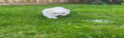 Bichon Frise dogs for sale: Beautiful Bichon Puppies – 3 Girls & 2 Boys - Advert 3