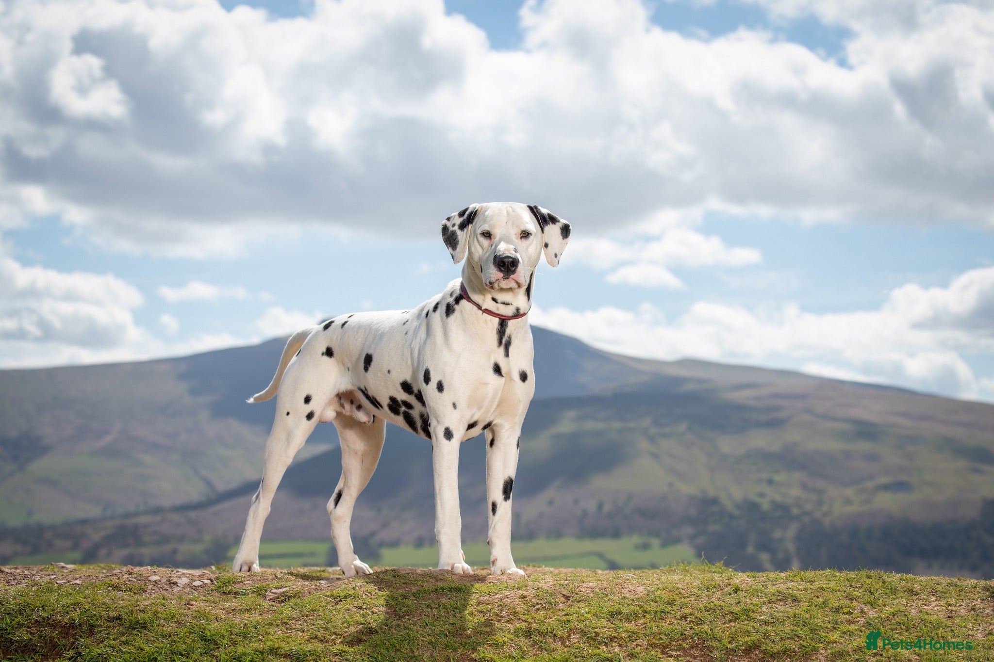 Dalmatian dogs CRUFTS QUALIFIED FOR LIFE HEALTH TESTED in Aberdare - Advert 2