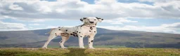 Dalmatian dogs for stud: CRUFTS QUALIFIED FOR LIFE HEALTH TESTED in Aberdare - Advert 1