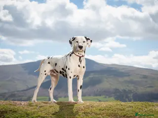 Dalmatian dogs CRUFTS QUALIFIED FOR LIFE HEALTH TESTED in Aberdare - Advert 2
