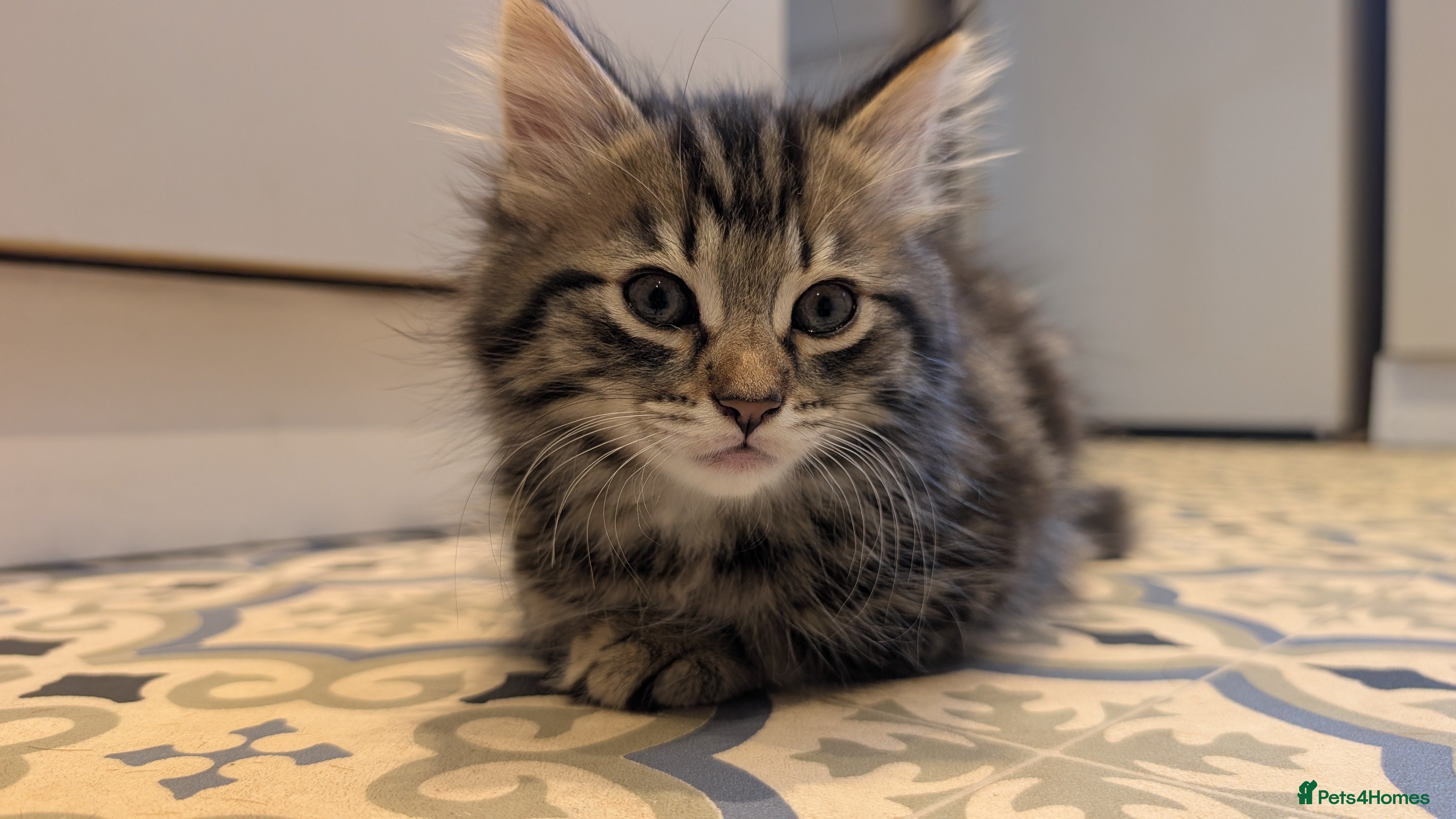 Mixed Breed Kitten 1