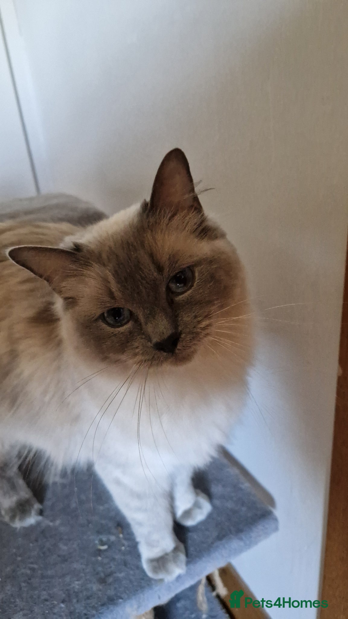 Ragdoll cats Beautiful Ragdoll girl - Advert 1