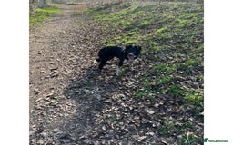 Border Collie dogs for sale: Bella - Border Collie - Image 6