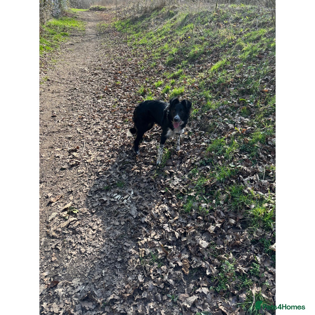 Border Collie dogs for sale: Bella - Border Collie - Image 6