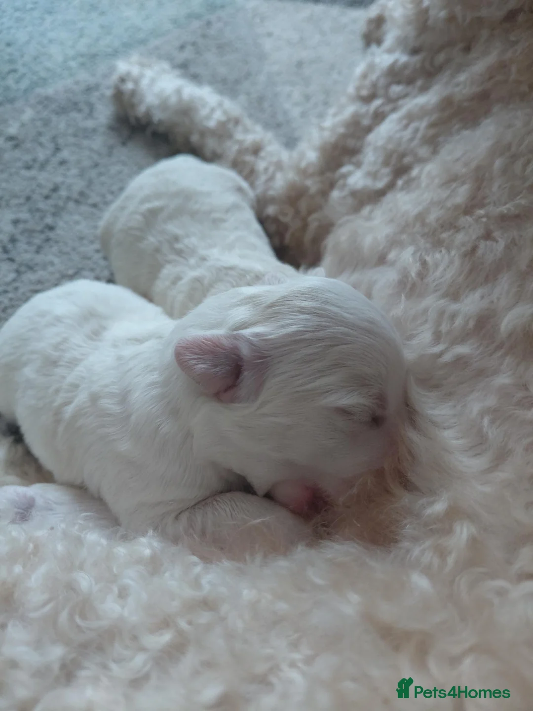 Maltipoo dogs for sale: Tiny adorable maltipoo puppies  - Advert 2