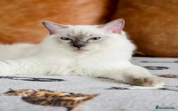 Ragdoll cats for sale: SILKY ADORABLE RAGDOLL KITTEN CHAMPIONLINE - Image 15