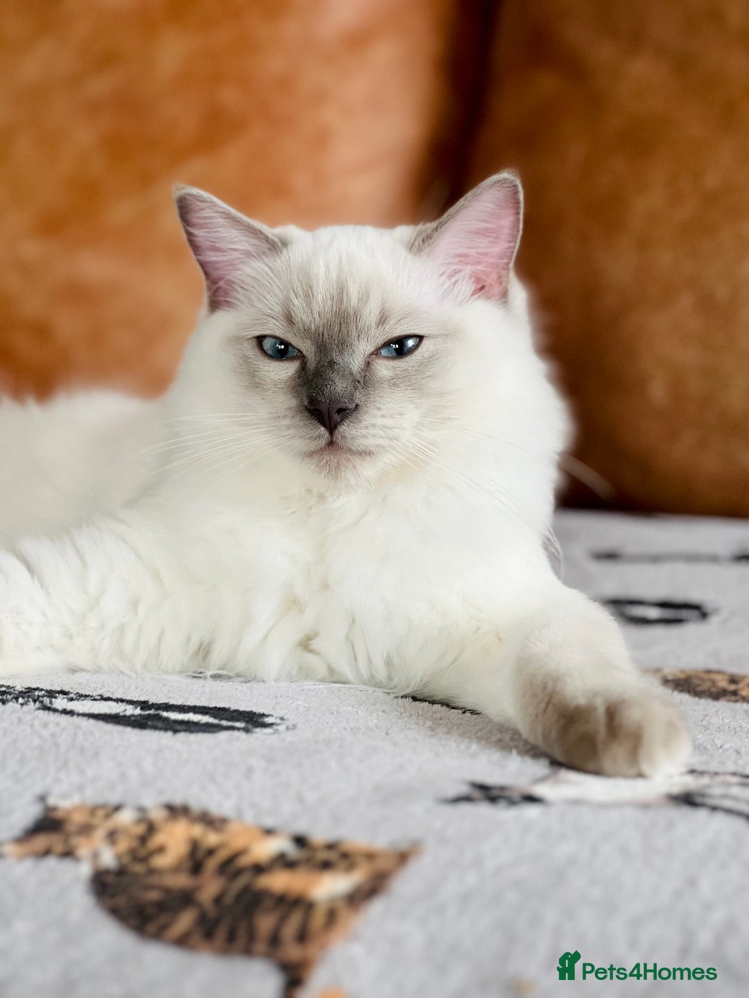Ragdoll cats for sale: SILKY ADORABLE RAGDOLL KITTEN CHAMPIONLINE - Image 15