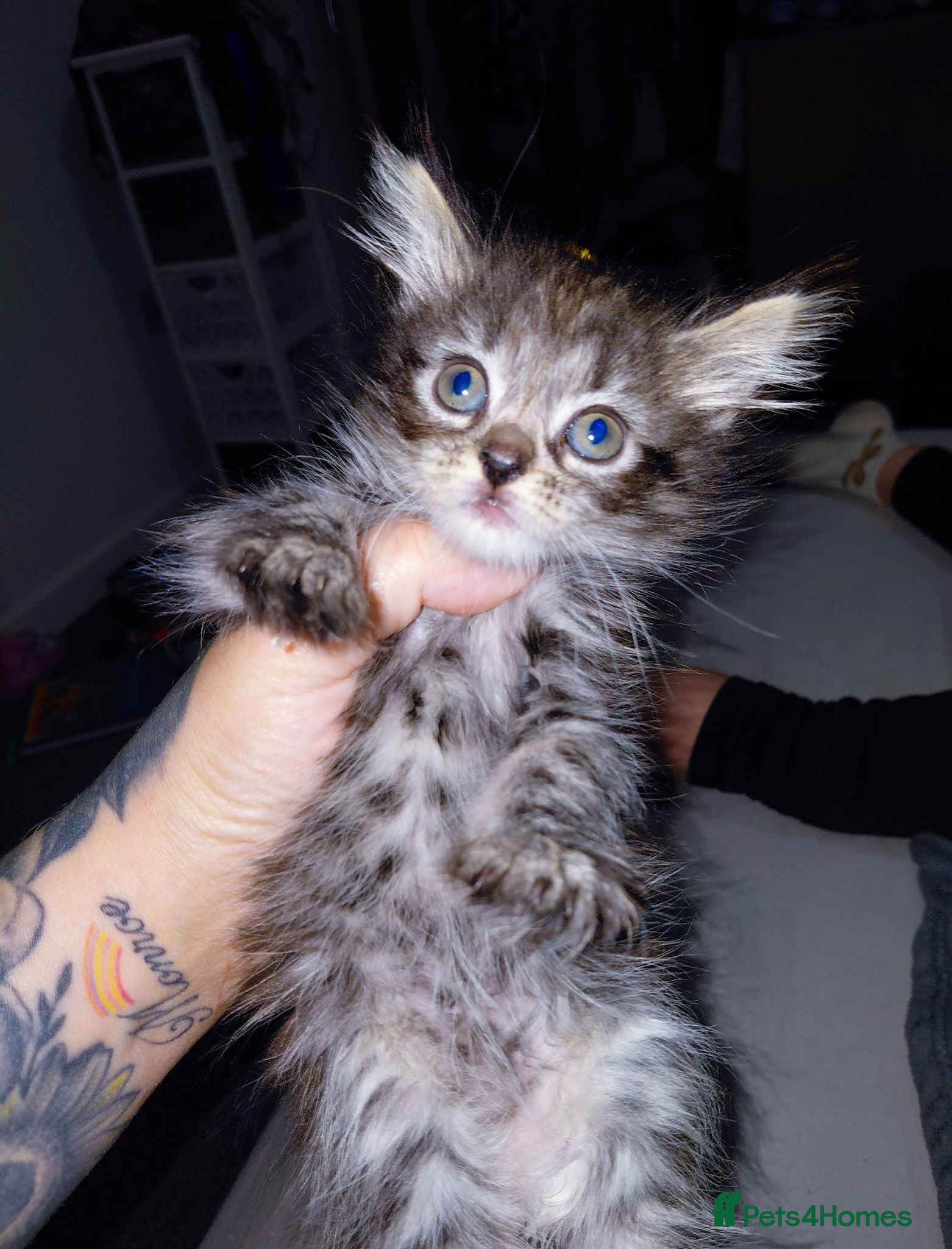 Mixed Breed cats mixed munchkins  - Advert 15