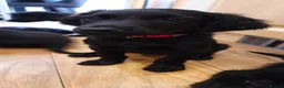 Double Doodle dogs for sale: READY TO LEAVE! Double doodle puppies - Advert 7