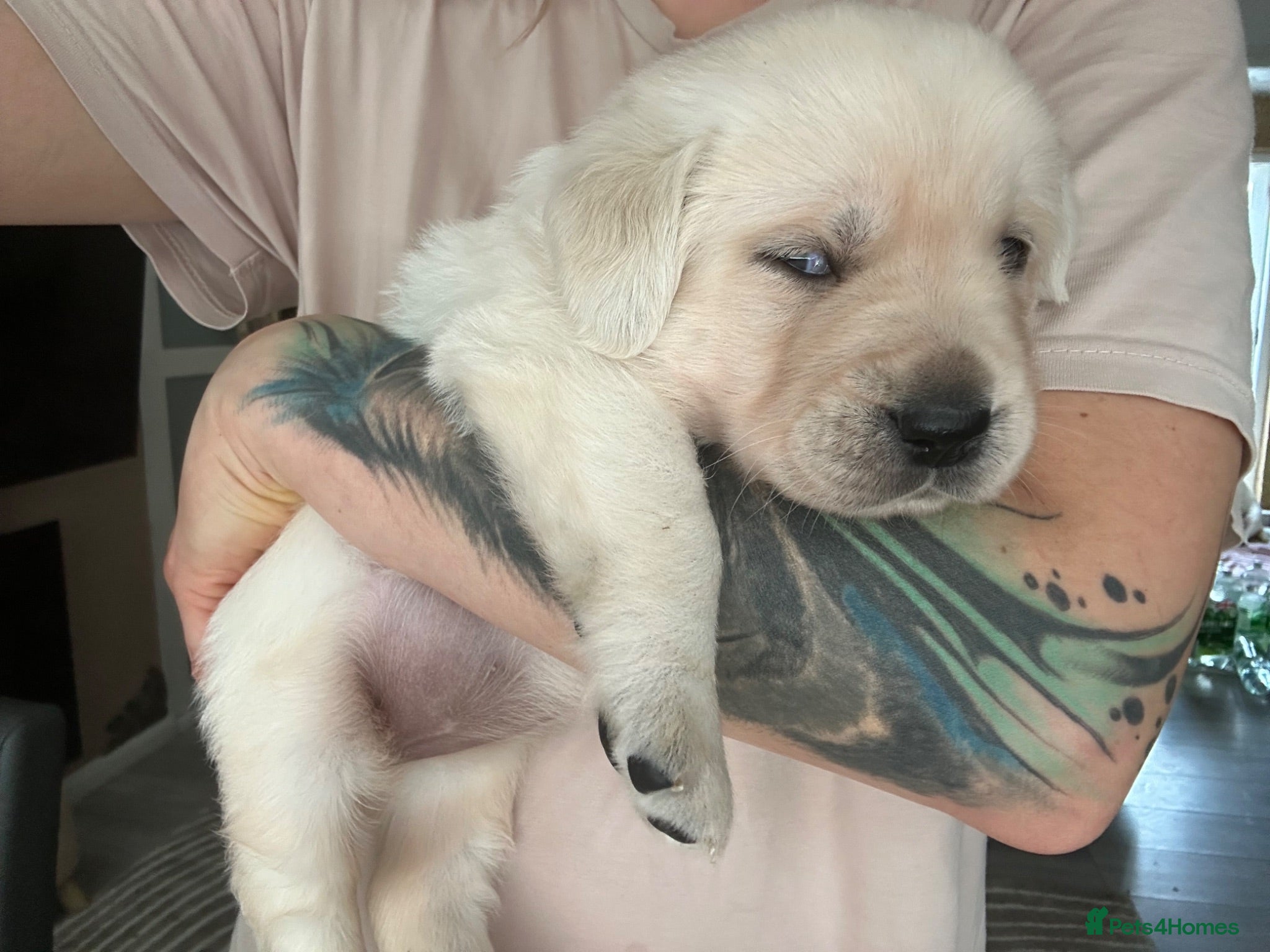 Goldador dogs Labrador Retriver fci champion golden retriver - Advert 17