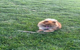 Pomeranian dogs for sale: Louis - Advert 3