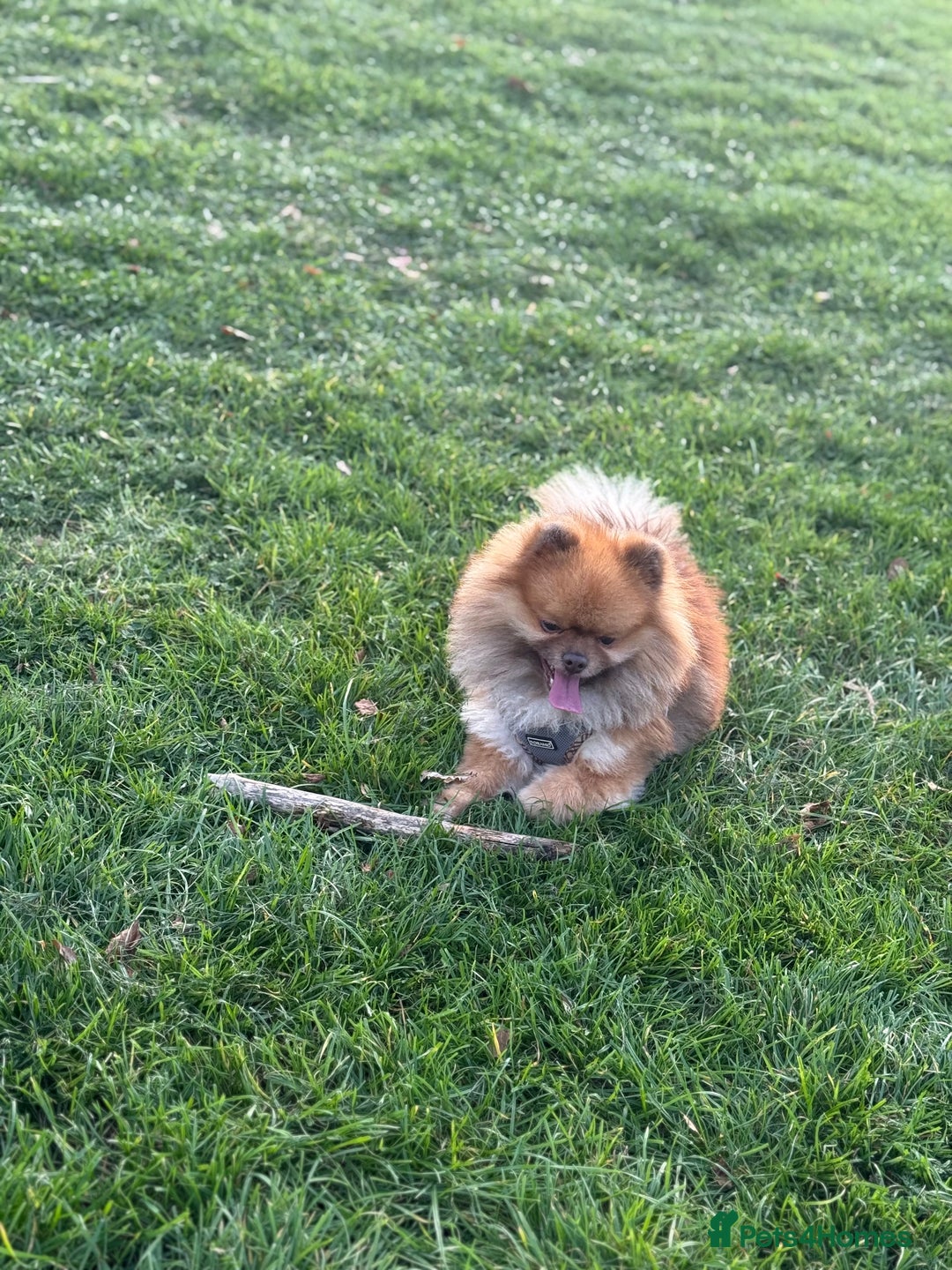 Pomeranian dogs for sale: Louis - Advert 3