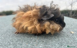 Guinea Pig rodents for sale: Female and male Lunkarya guinea pigs for sale in Goole - Image 7