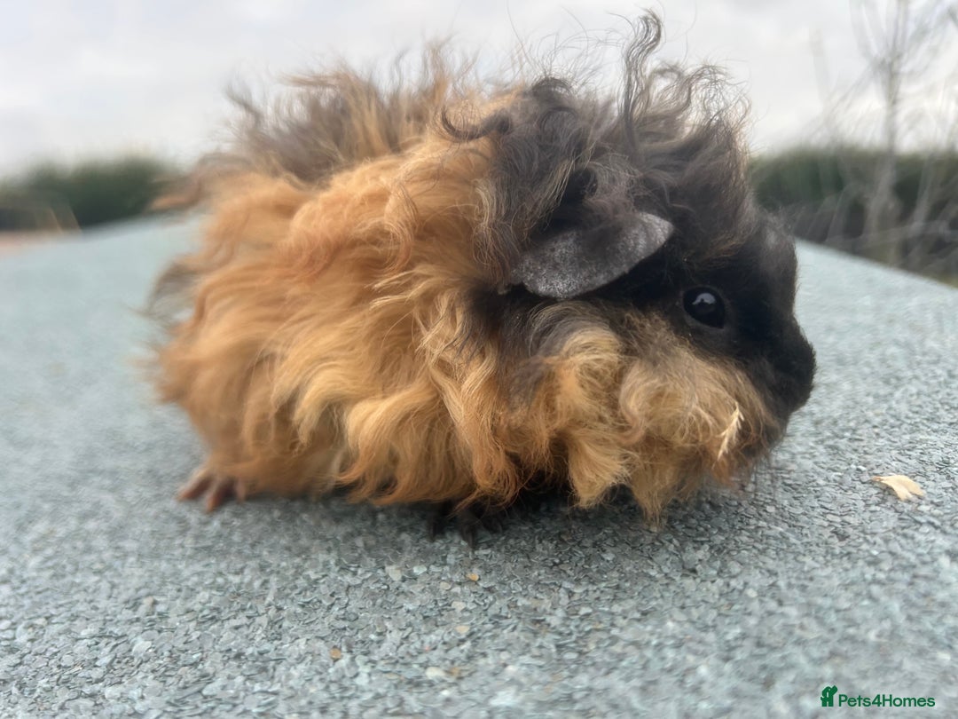 Guinea Pig rodents for sale: Female and male Lunkarya guinea pigs for sale in Goole - Image 7