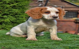 Sprocker dogs for sale: Hendrix the male sprocker available. - Image 1