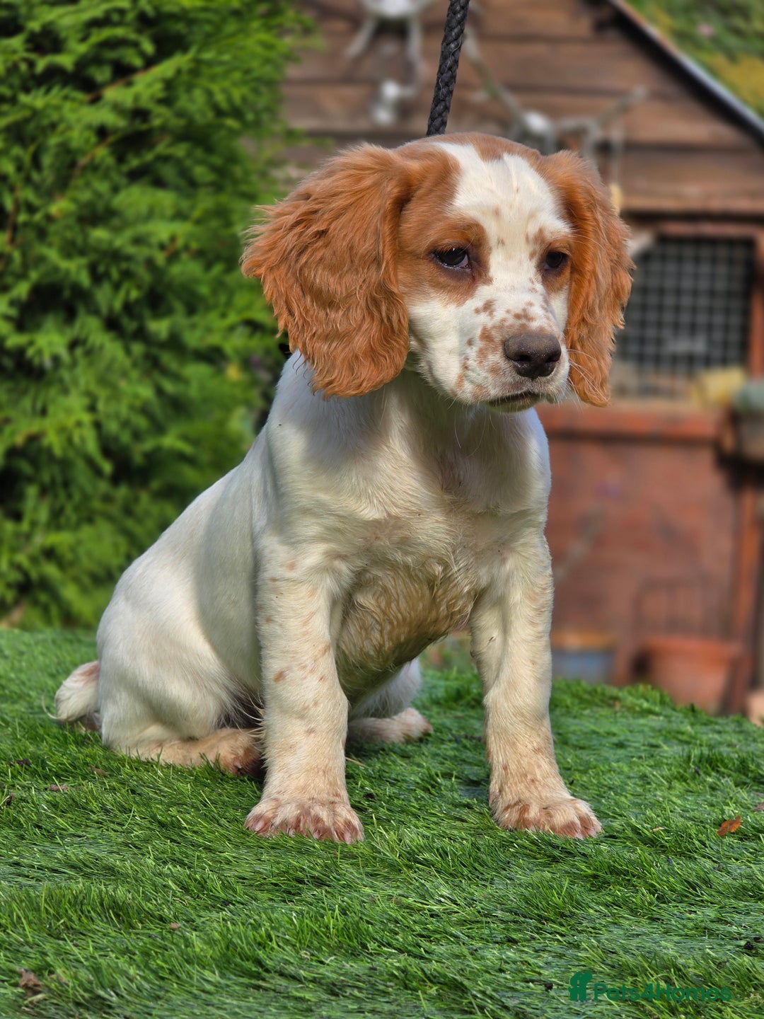 Sprocker dogs for sale: Hendrix the male sprocker available. - Image 1