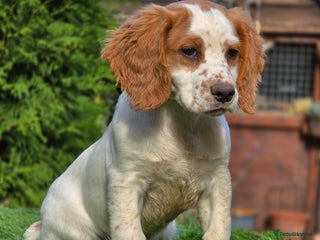 Sprocker dogs - Advert 14