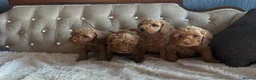 Cavapoo dogs for sale: Gorgeous Cava-Poo puppies ready for now  - Advert 3