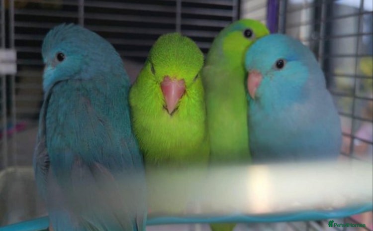 Parrots birds - Advert 1