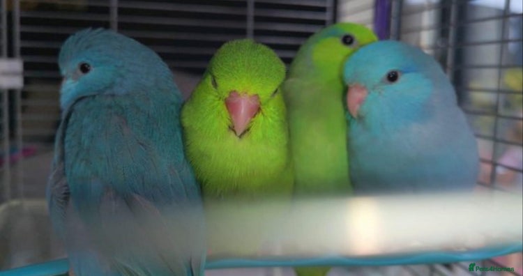 Parrots birds - Advert 4