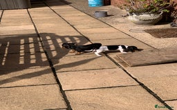 Miniature Dachshund dogs for sale: Beautiful mini daxi puppies pra clear READY NOW - Image 14