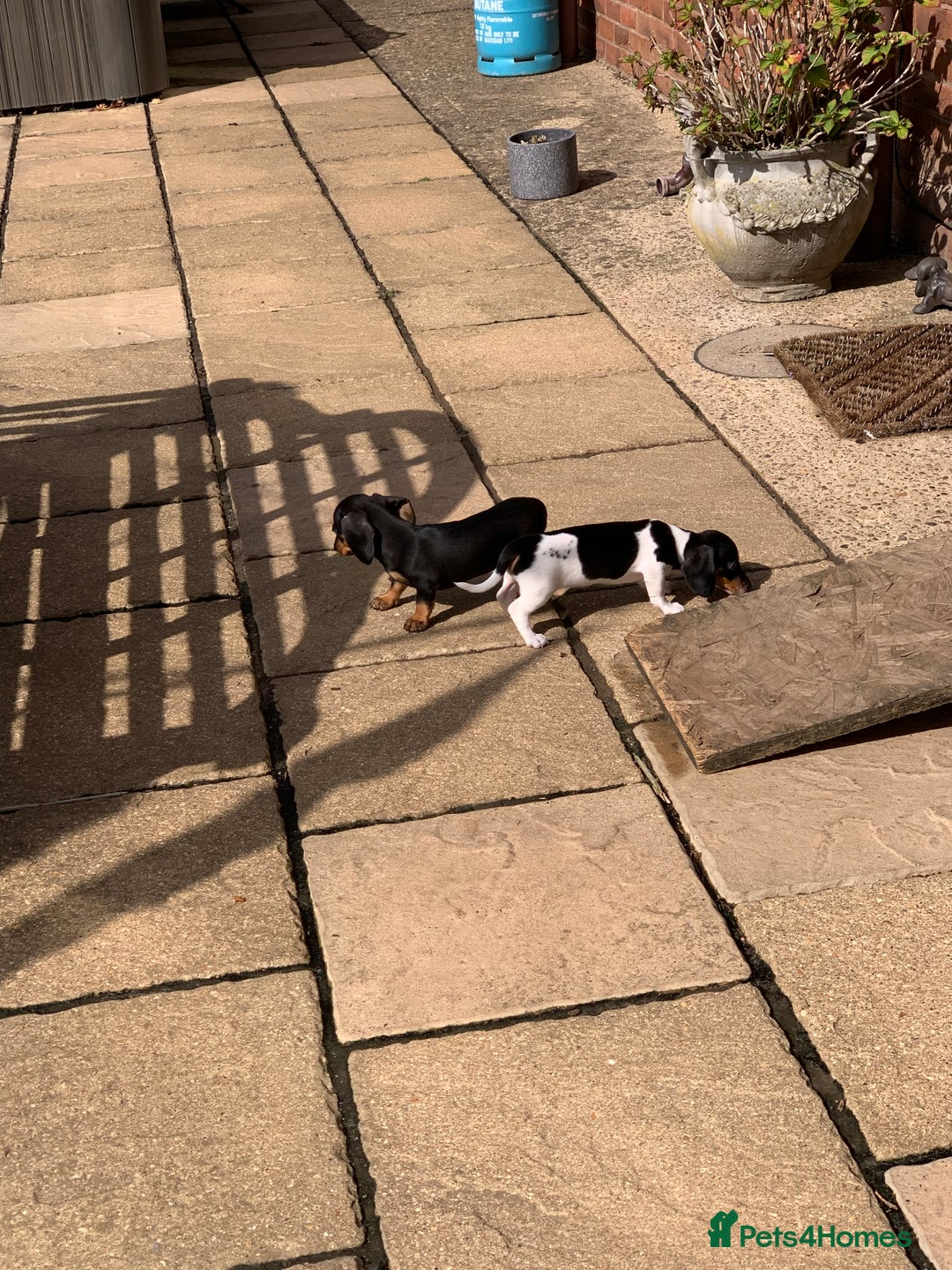 Miniature Dachshund dogs for sale: Beautiful mini daxi puppies pra clear READY NOW - Image 14