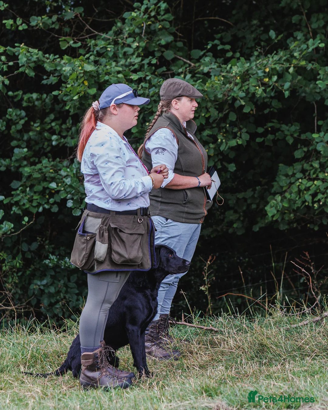 Labrador Retriever dogs for stud: FTCH sired superb lines absolute gent  in Droitwich - Advert 28