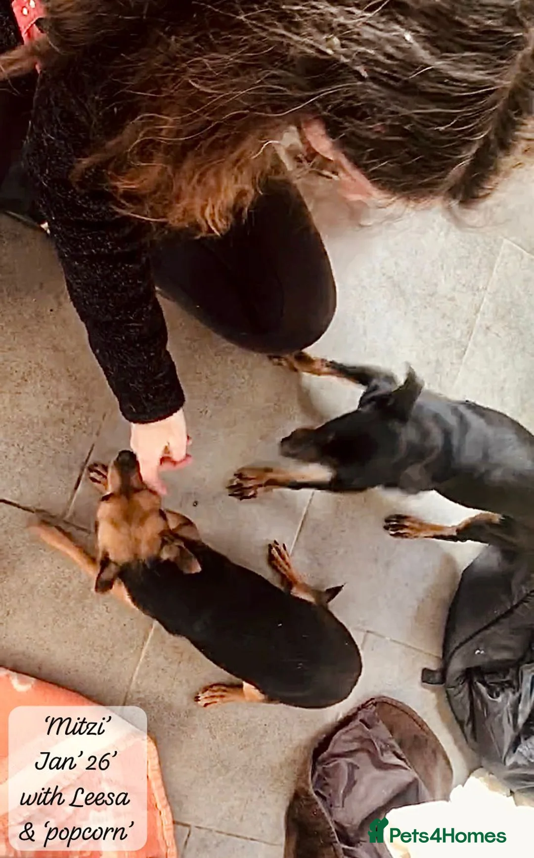 Mixed Breed dogs for adoption: Mitzi, Small 3-5 yr old. Available for adoption. - Advert 6