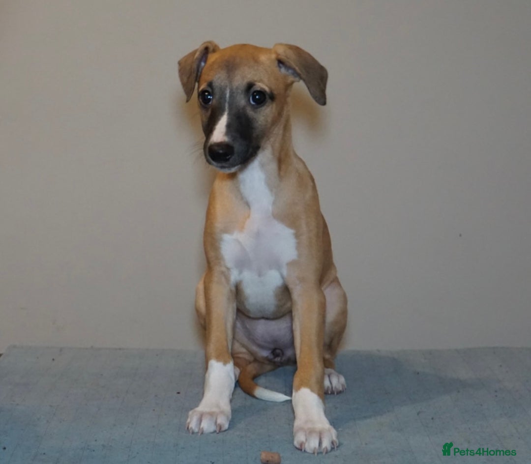 Whippet dogs for sale: Quality show/ Lure coursing girl - Advert 22