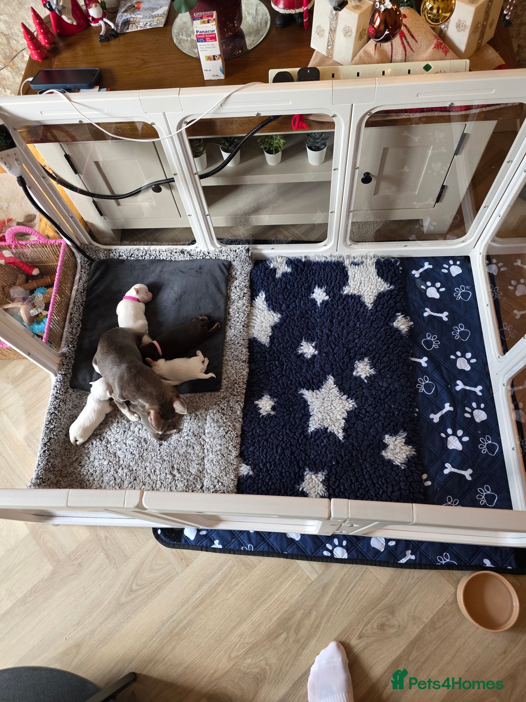 Chihuahua dogs for sale: 5 Beautiful true to type small chihuahuas - Advert 2