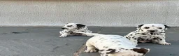 Dalmatian dogs for sale: Dalmatian beautiful - Advert 12