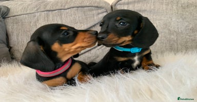 Miniature Dachshund dogs - Advert 1
