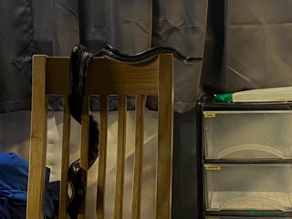 Snake reptiles Boa constrictor and Corn snake - Advert 1