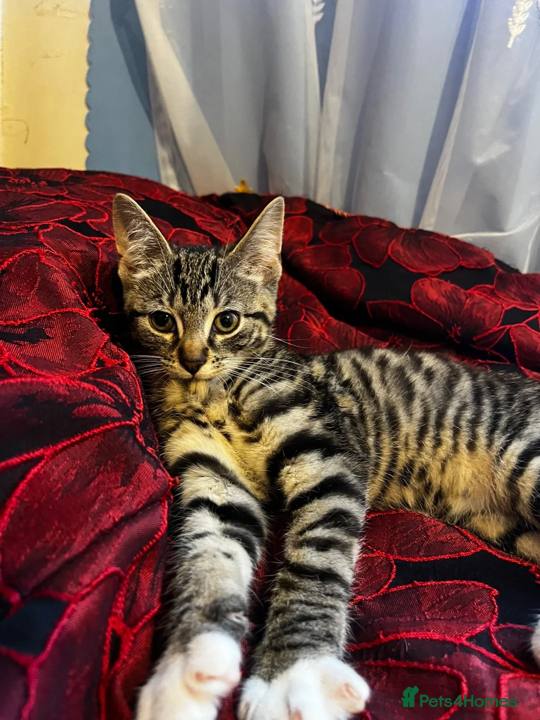 Mixed Breed cats for sale: Stunning tabby kittens - Advert 14