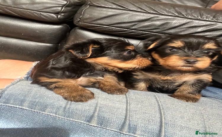 Yorkshire Terrier dogs - Advert 16