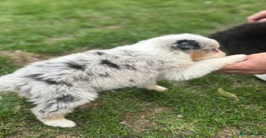 Australian Shepherd dogs - Advert 5