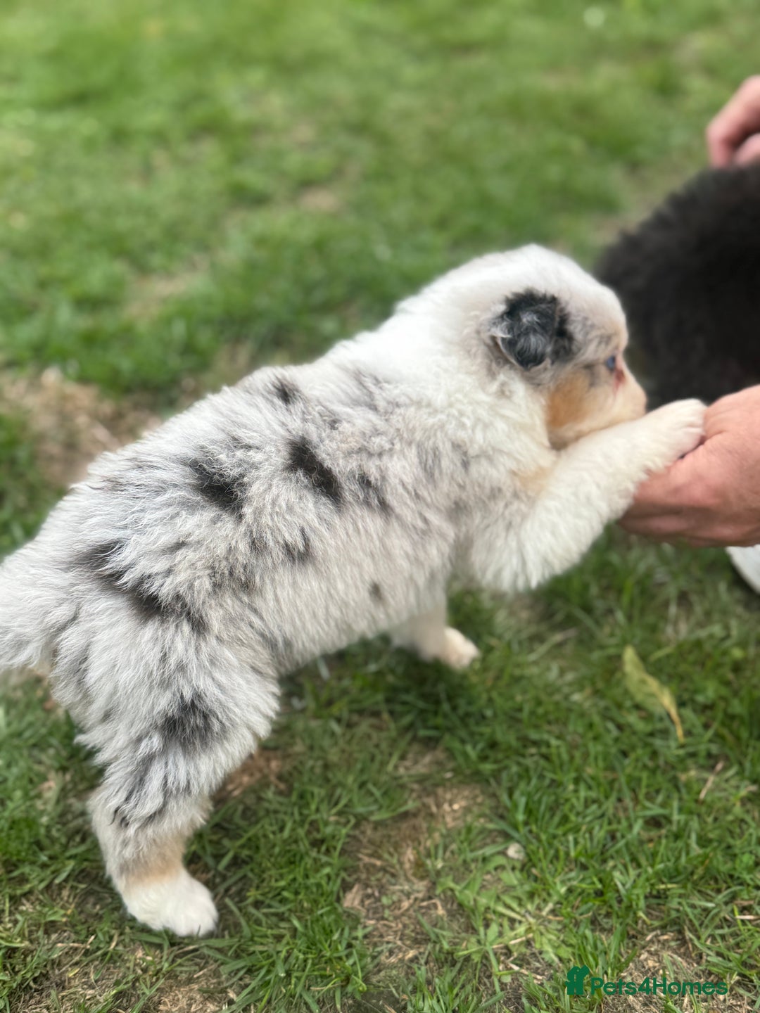 Australian Shepherd dogs for sale: 5 KC registered Australian Shepard puppies - Image 4