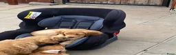 Golden Retriever dogs for sale: Beautiful family raised fox red golden retriever.  - Advert 13