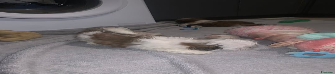 Shih Tzu Puppy 1