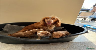 Cocker Spaniel dogs - Advert 8