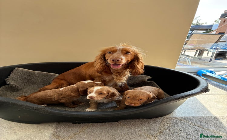 Cocker Spaniel dogs - Advert 2
