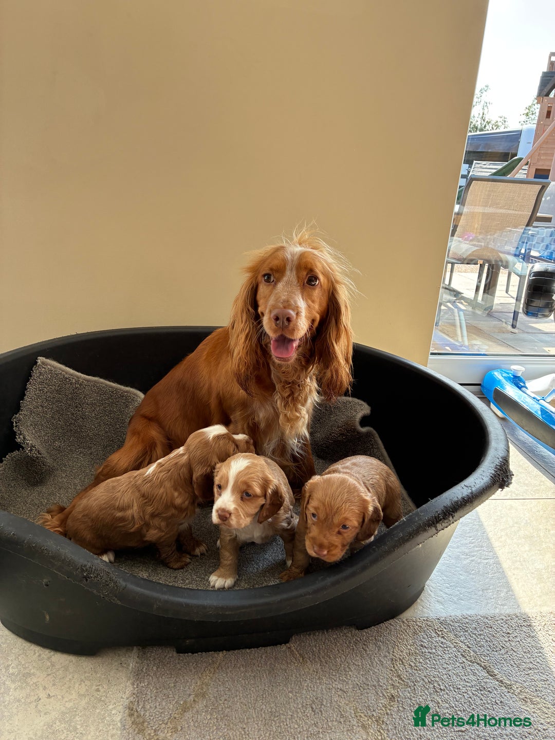 Cocker Spaniel dogs for sale: Beautiful KC Cocker spaniels  - Image 1