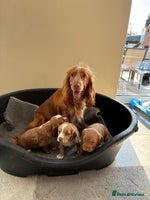 Cocker Spaniel dogs - Advert 14