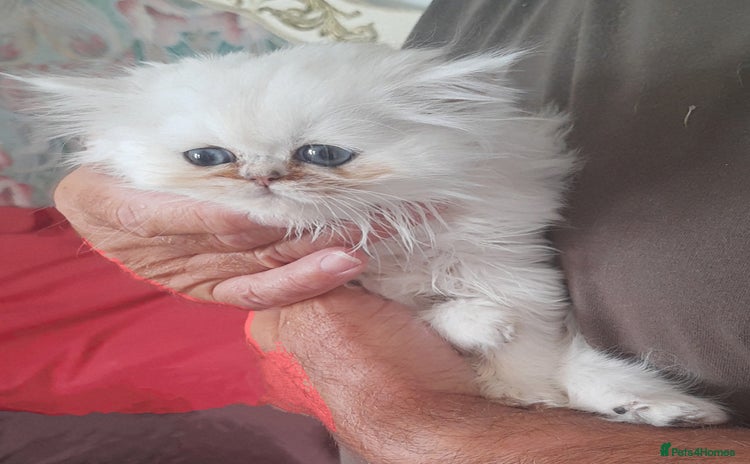 Persian cats - Advert 3